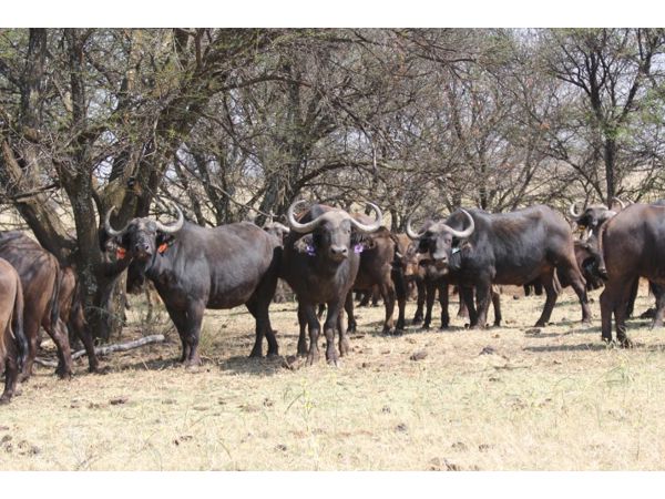 ~/upload/Lots/155879/AdditionalPhotos/du3i6x6vtuxfi/066 C4_t600x450.jpg